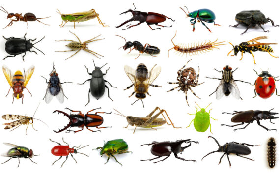 Top 5 Common Pests That You Need to Know About in 2021