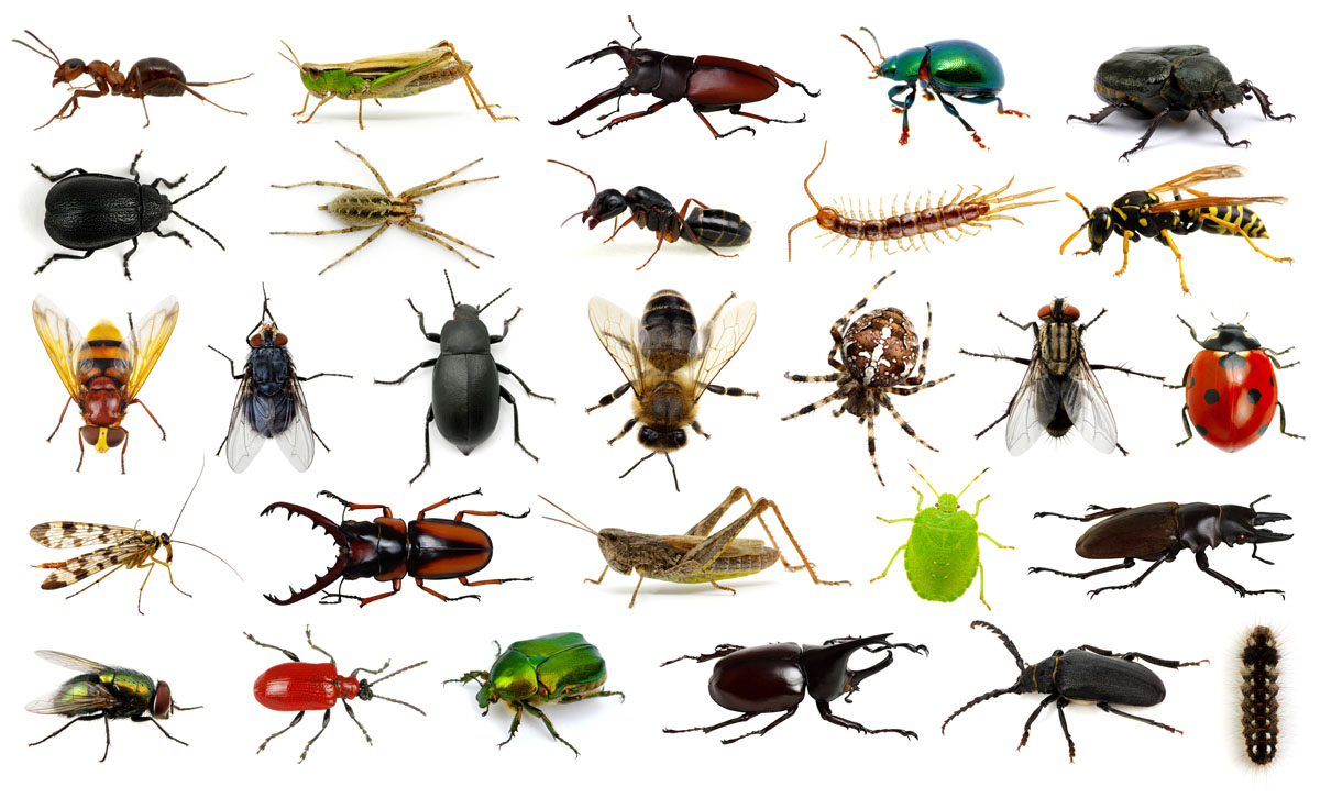 Top 5 Common Pests That You Need To Know About In 2021 APPM