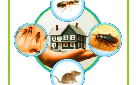 Things To Consider When Hiring A Pest Control Company