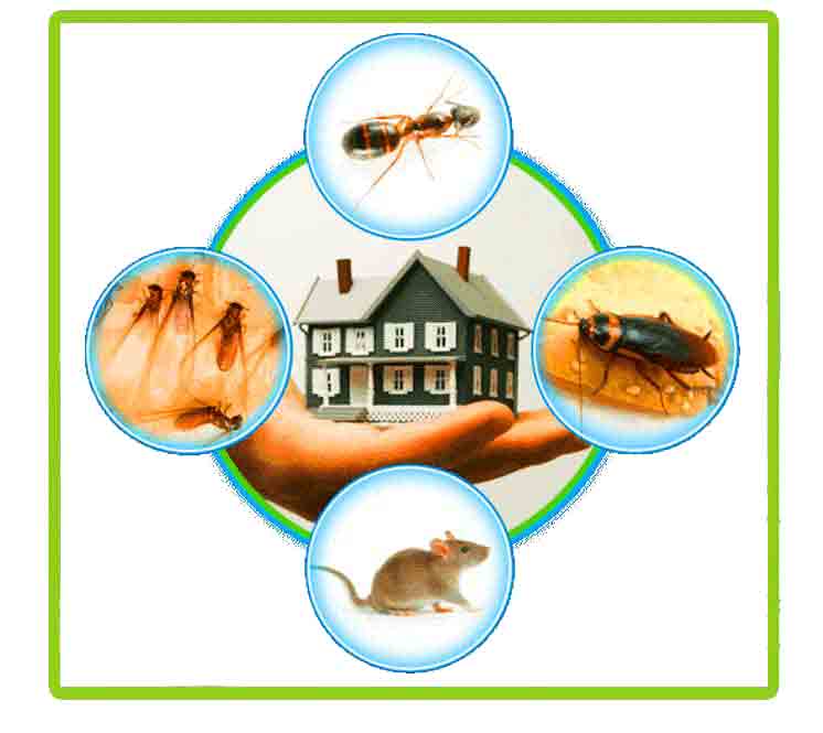 asia pacific pest management