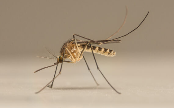 The Ultimate Guide to Mosquito Pest Control