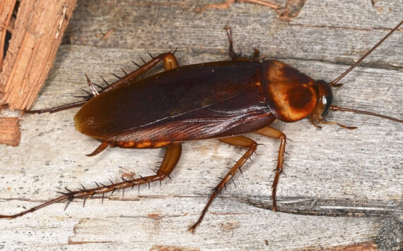 Why Cockroach Pest Control is Important?