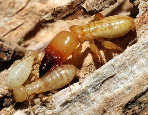 termite infestation