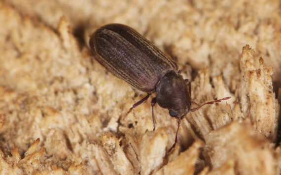 The Ultimate Guide On How To Get Rid of Wood Borers