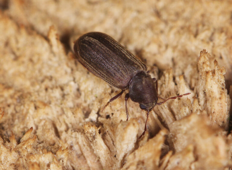 The Ultimate Guide On How To Get Rid of Wood Borers - APPM