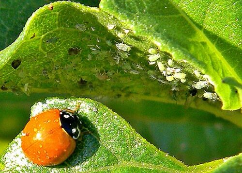 The Ultimate Guide To A Successful Garden Pest Control