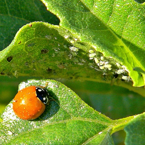 garden pest control