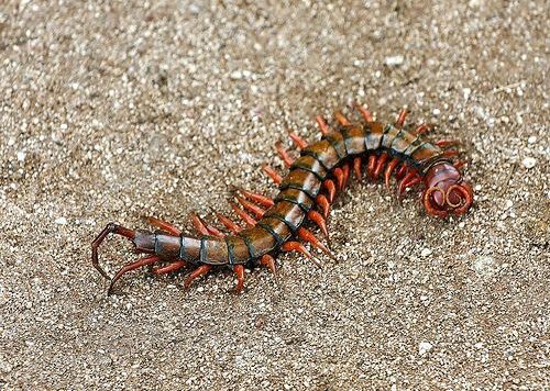 Here Is How You Prevent And Get Rid Of Centipedes From Your House