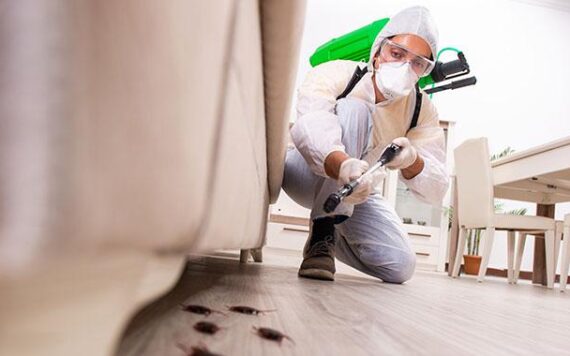 Some Common Pests That Can Cause the Most Damage to Your Home