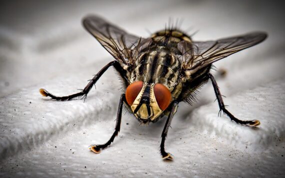 How To Get Rid Of Flies In Your Home