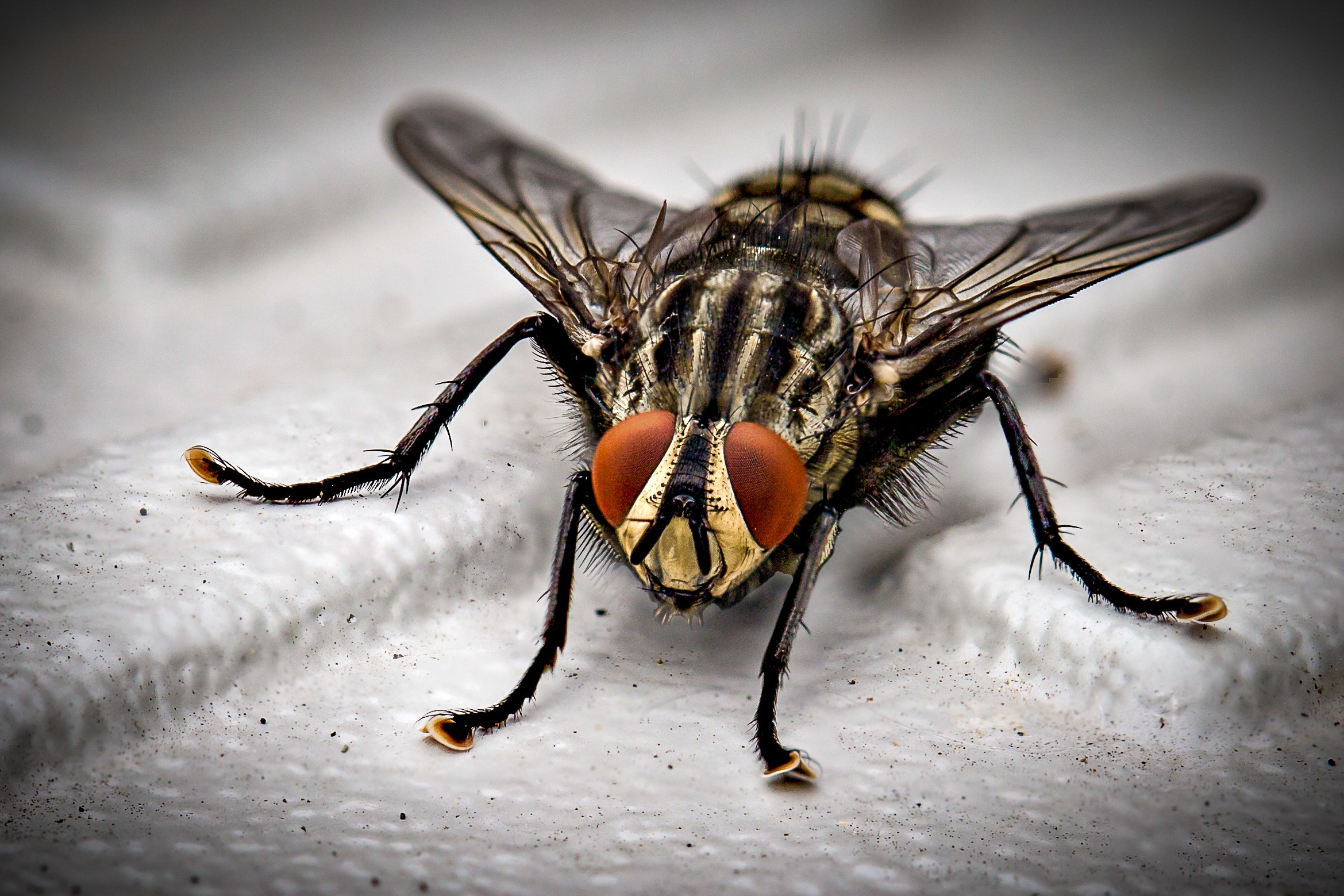 hiring a fly pest control service