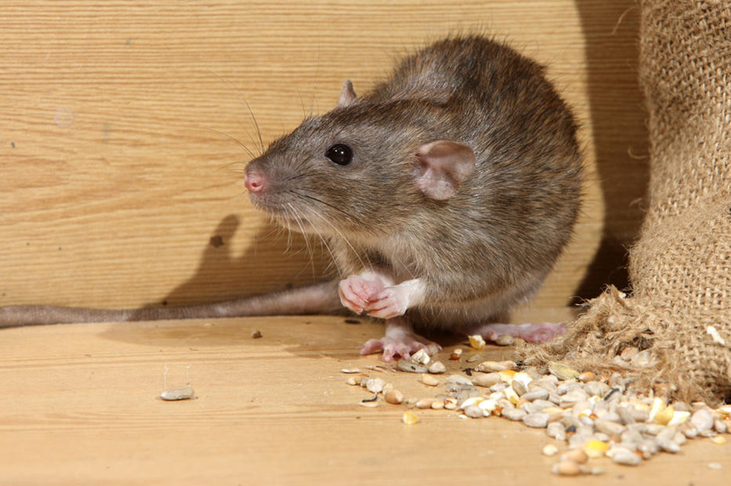 rat pest control services in Surat