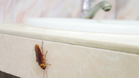 Is Gel Bait Effective for Roaches?