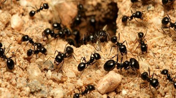 How To Get Rid Of Ants