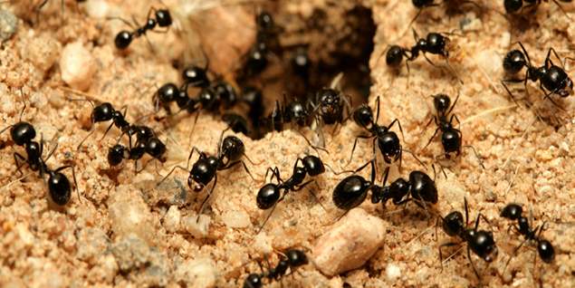 professional ant pest control services