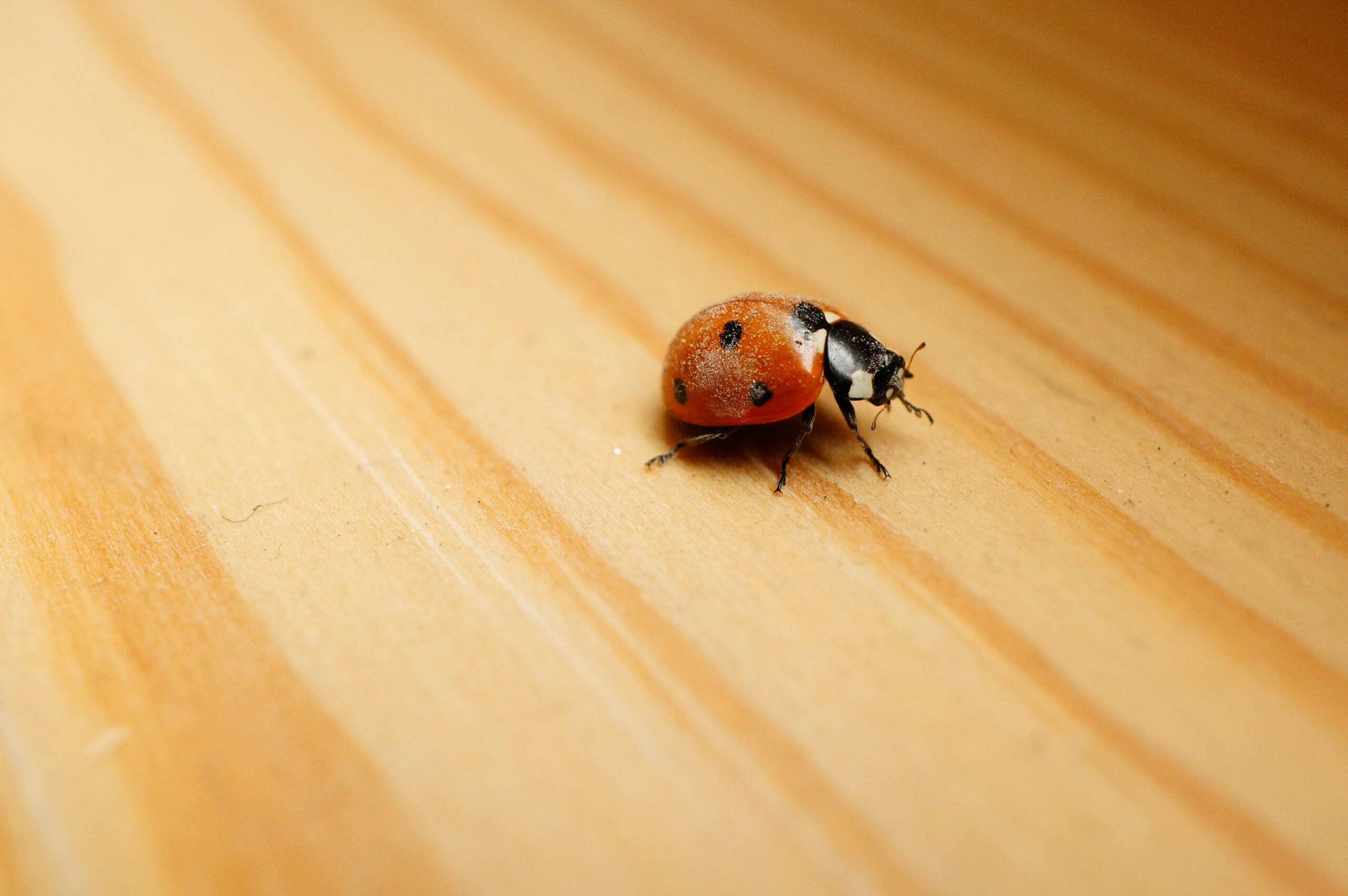 Bed Bug Pest Control