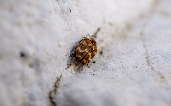 No More Bugs in Your Rugs! Learn About What Causes Carpet Beetles