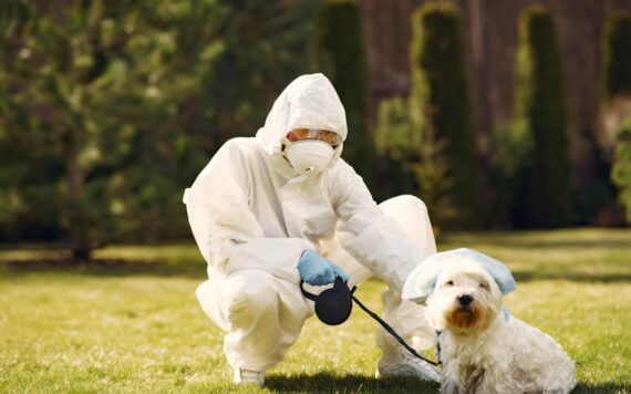 How Do Professionals Handle Flea Infestations In Homes With Pets?