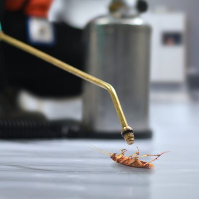 cockroach pest control