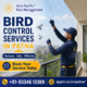 Bird Control Services in Patna